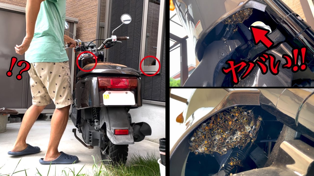 知らぬ間に俺の原付バイクにとんでもなくデカい蜂の巣が！！