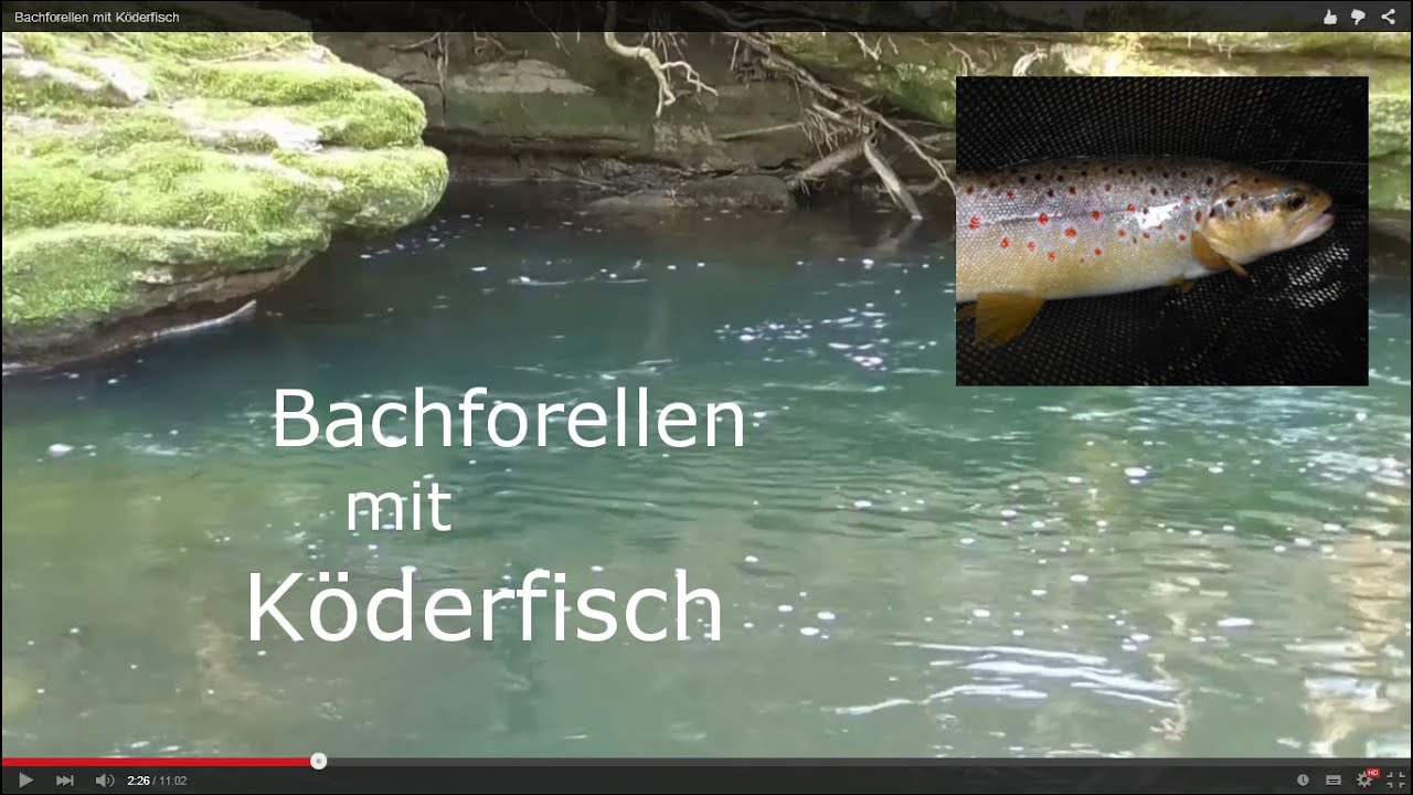 Bachforellen mit Köderfisch