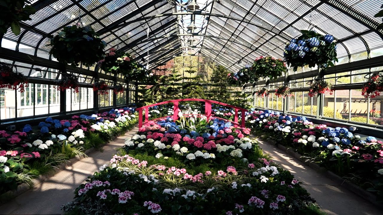 Virtual Visit: Floral Showhouse Hydrangea Display