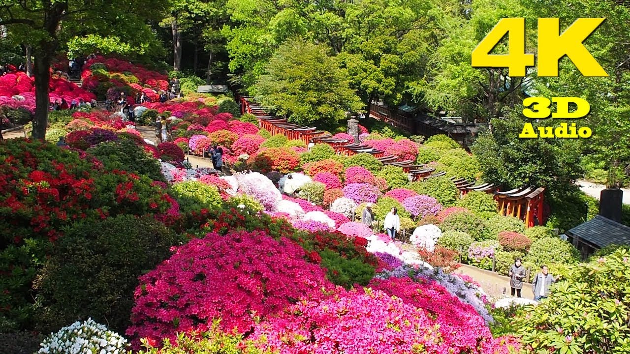 TOKYO.| 文京つつじ祭り.| Bunkyo Azalea Festival 2018.  #4K  #根津神社