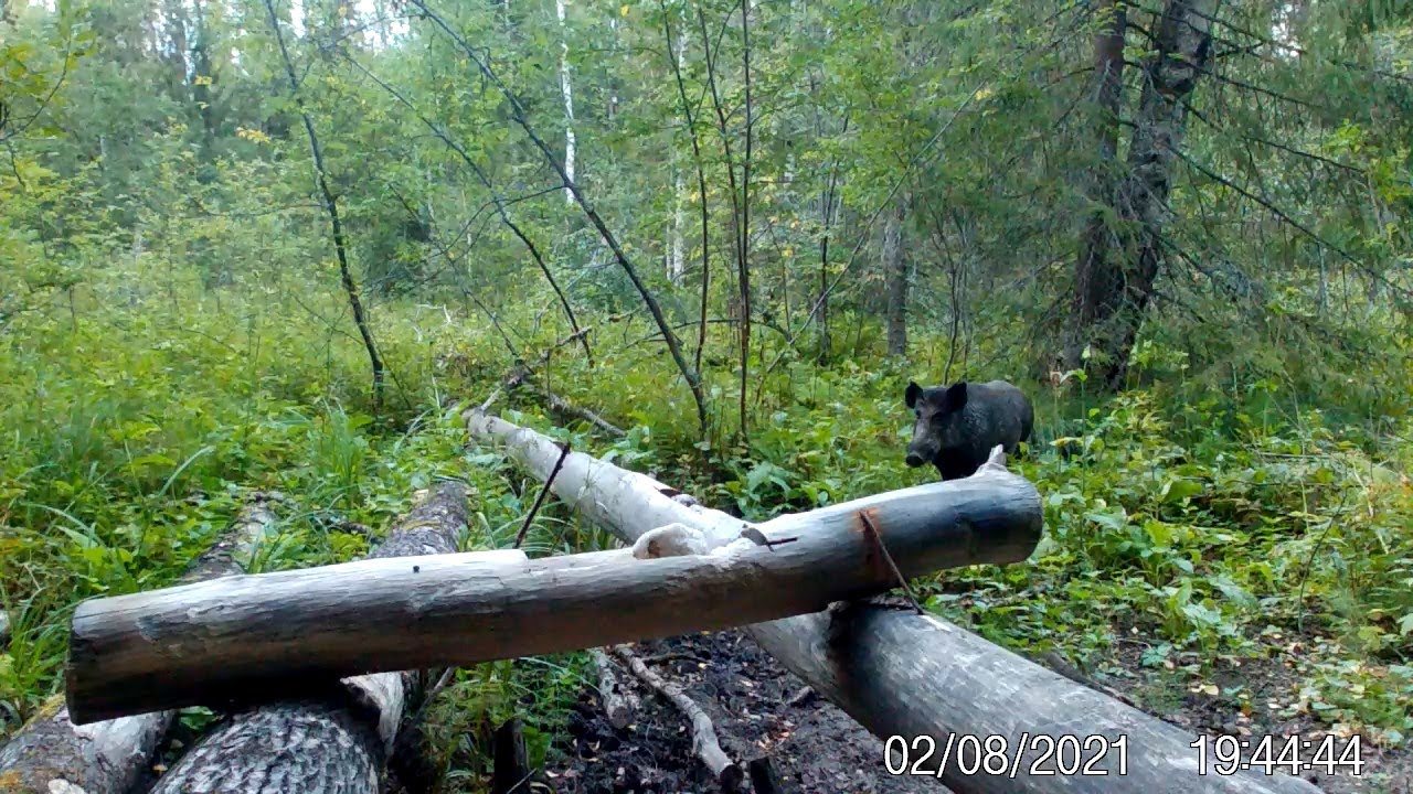 В мире животных. Реакция зверя на фото ловушку. Фото ловушка  Sifar