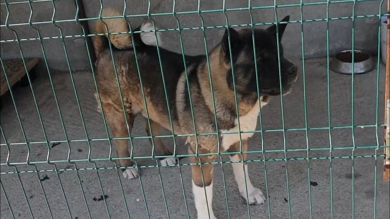 Caini din rasa Akita American cu Pedigree Rate Mandarin si Rate Lesesti