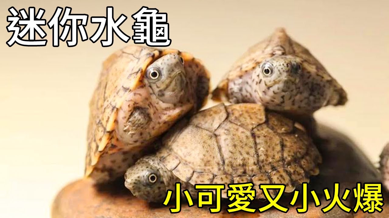 屋頂龜&剃刀龜｜體型、壽命、個性與照顧方法一次看