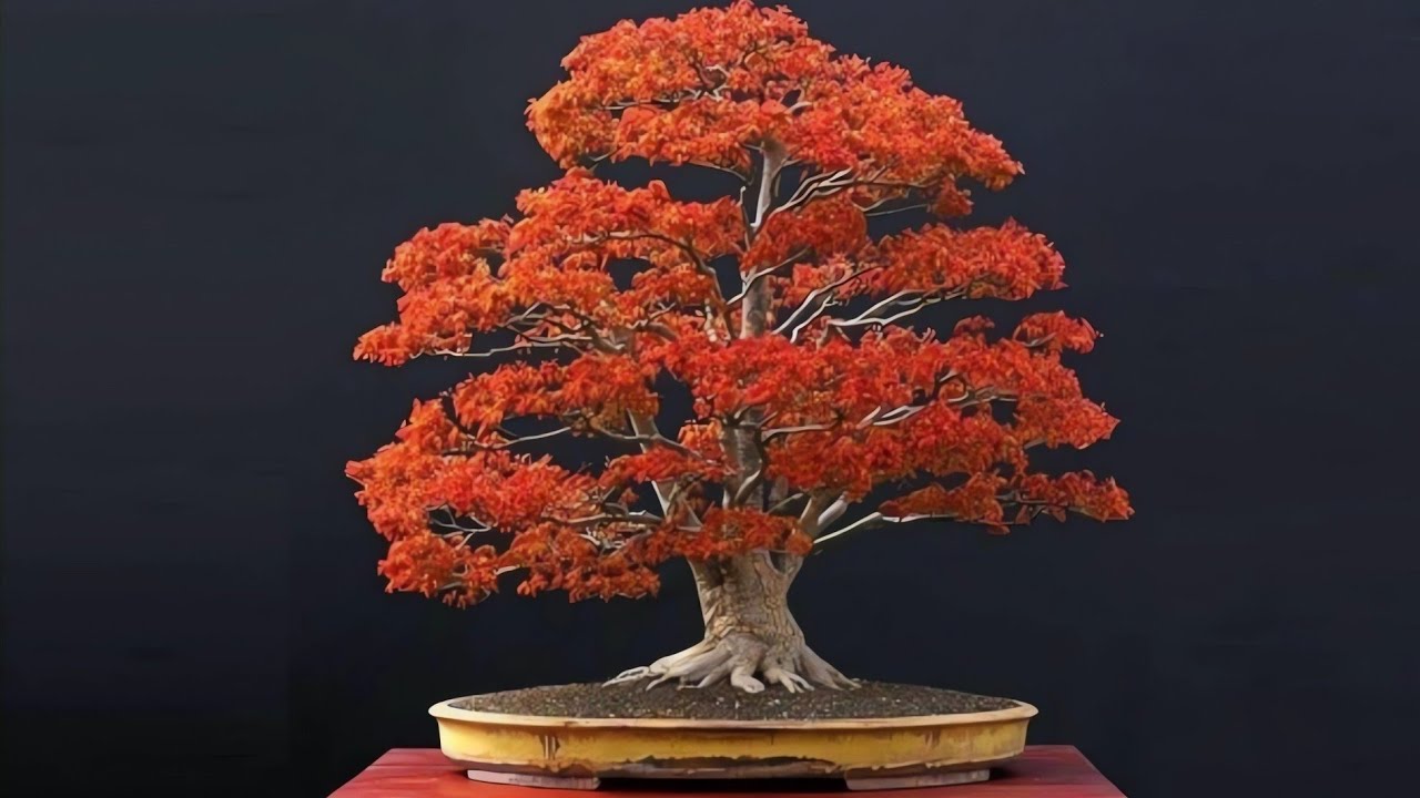 nuovo bonsai di acero deshojo