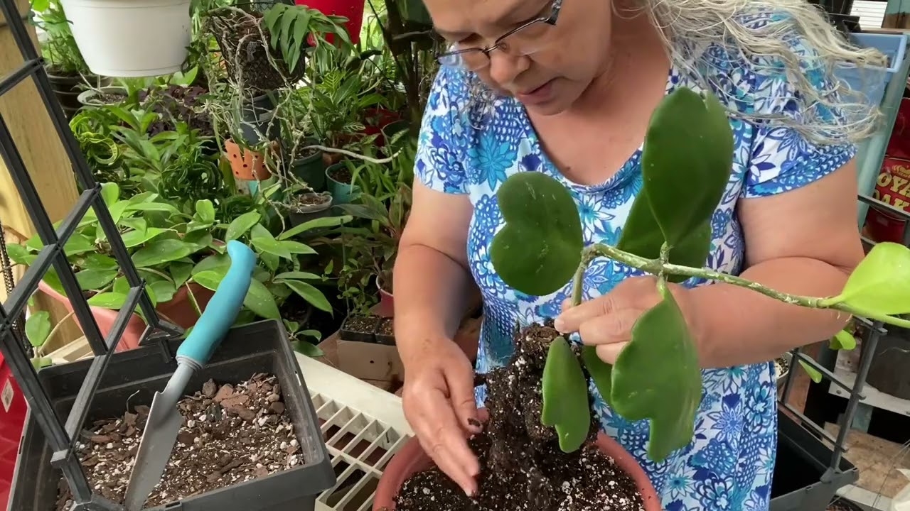 Sustrato y transplante de hoyas👍#comparte y suscríbete 🙏🥰🙋‍♀️