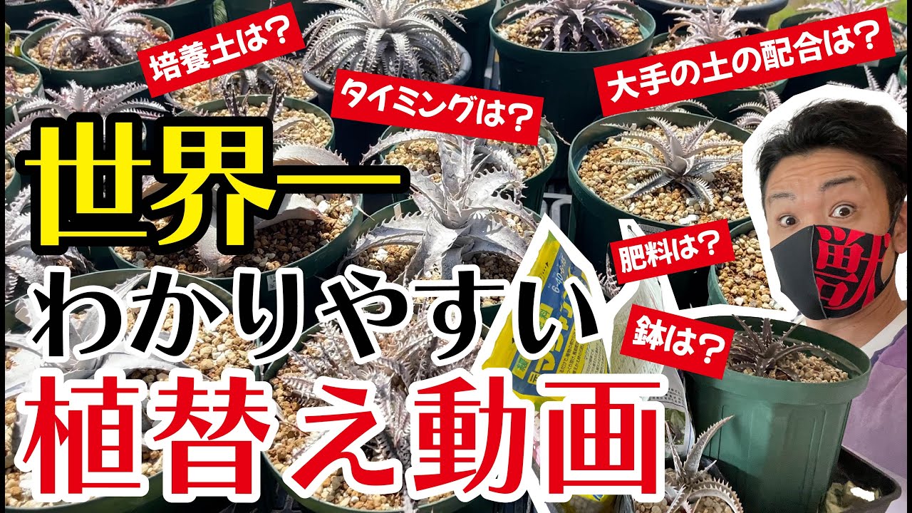 【ディッキア】植え替え育て方完全攻略！【園芸育て方】【多肉植物】
