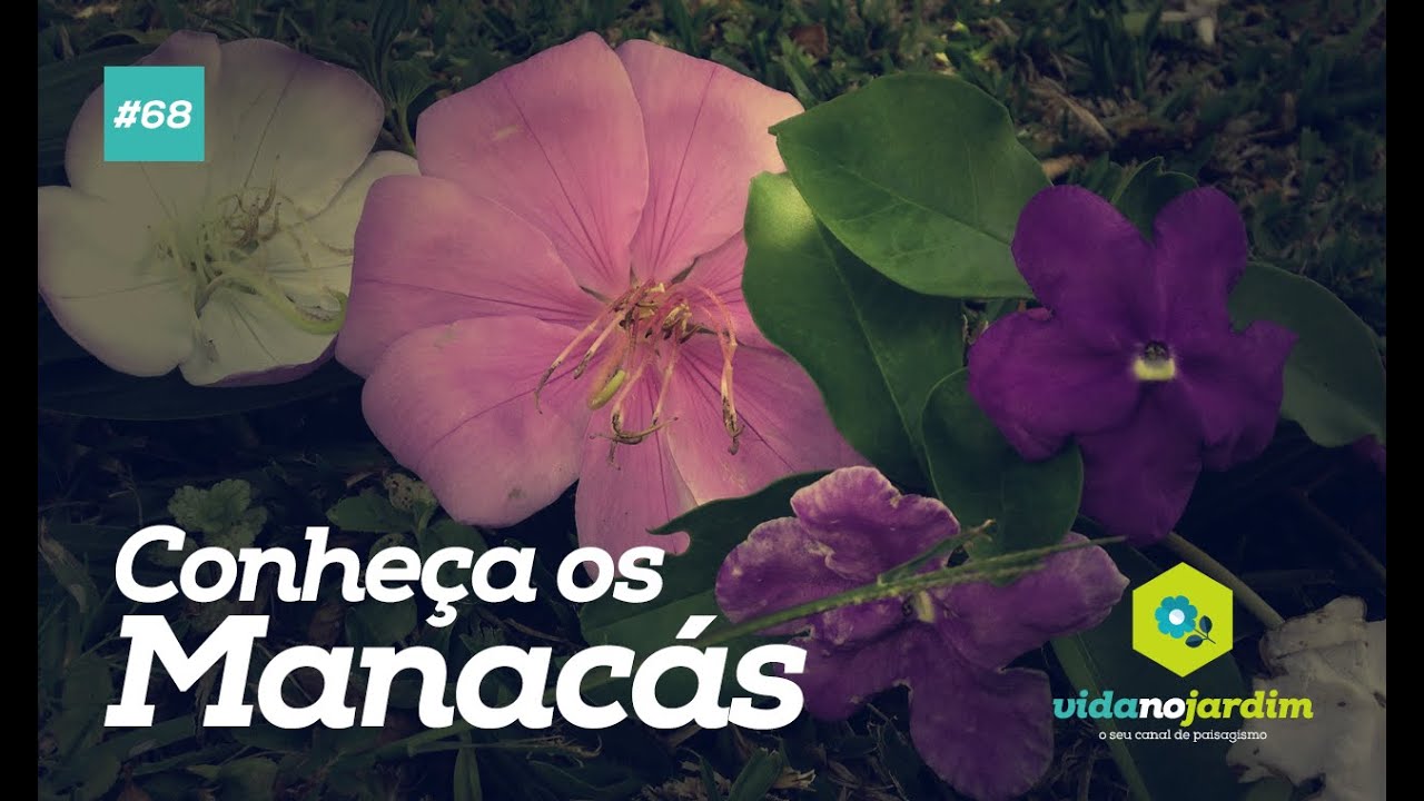 Conheça os manacás