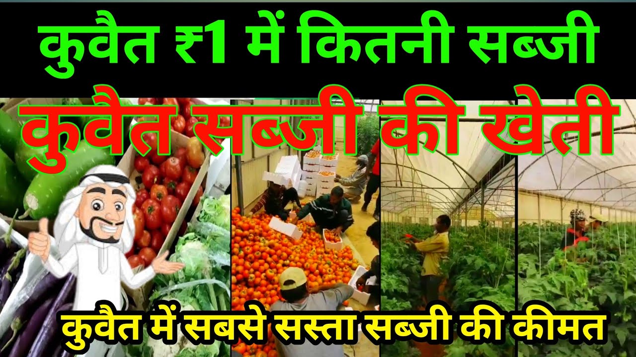 Kuwait vegetable market | Kuwait vegetable market price | What is price of vegetables in Kuwait?