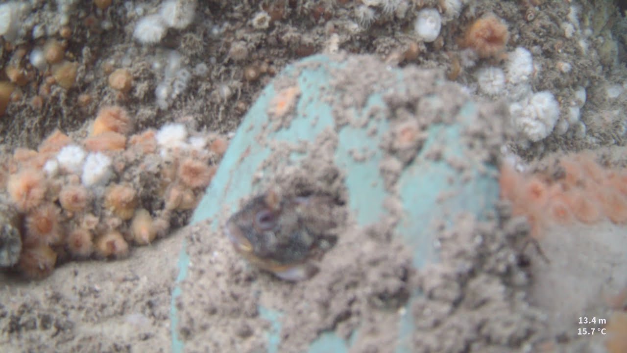 Number 6 wreck - great viz, lots of fish and lobsters