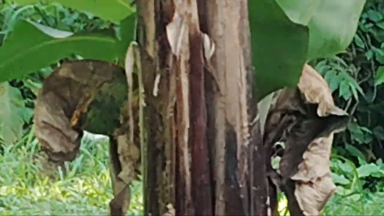 Porque es Esencia Pura. La Naturaleza, se presenta tal y cuál es!!.