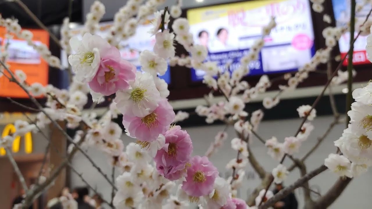 JR水戸駅　梅の花