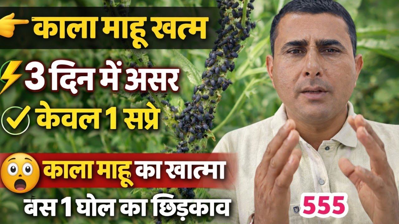 🌿 काला माहू का  खात्मा सिर्फ 3 दिन में 😱👉 बस एक घोल का छिड़काव और मिलेगा 100% रिजल्ट 🔥