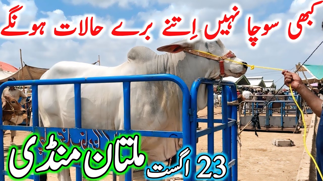 Today Fresh Multan Cow Mandi Latest Update Video | Cholistani Sahiwal Bachre | Multan Janwar Mandi🔥