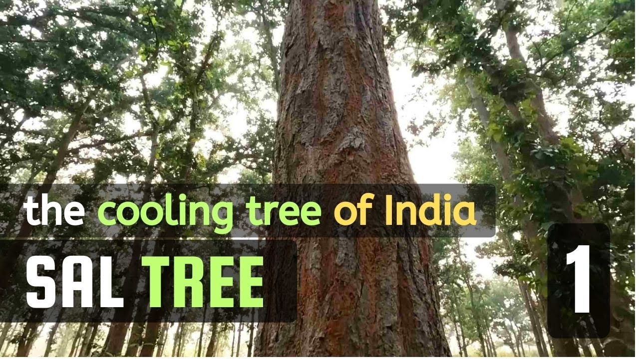 Sal Tree | Shorea robusta | Shaala | Sakhu Sarjam by Vichitra Trees | #shorea #sal