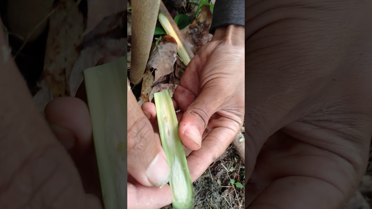 Okulasi pohon karet dengan cepat dan singkat