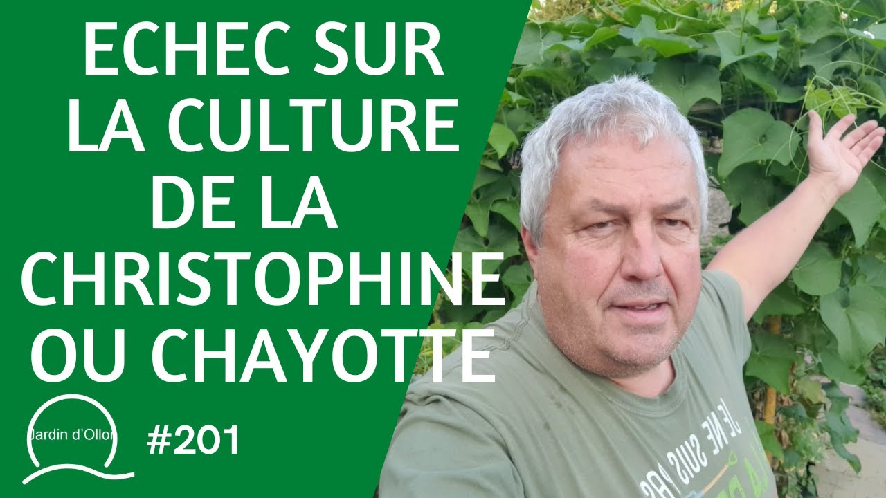 #201-Echec sur la culture de la Christophine ou Chayotte