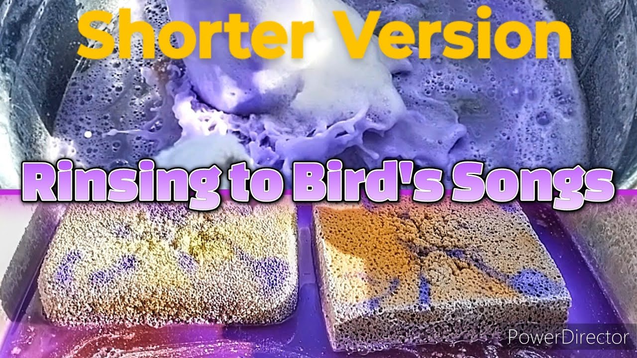 💜🐦💜In Case You Missed Out 💦 Shortened Version of Rinsing to Bird's Songs 💜🦜💜