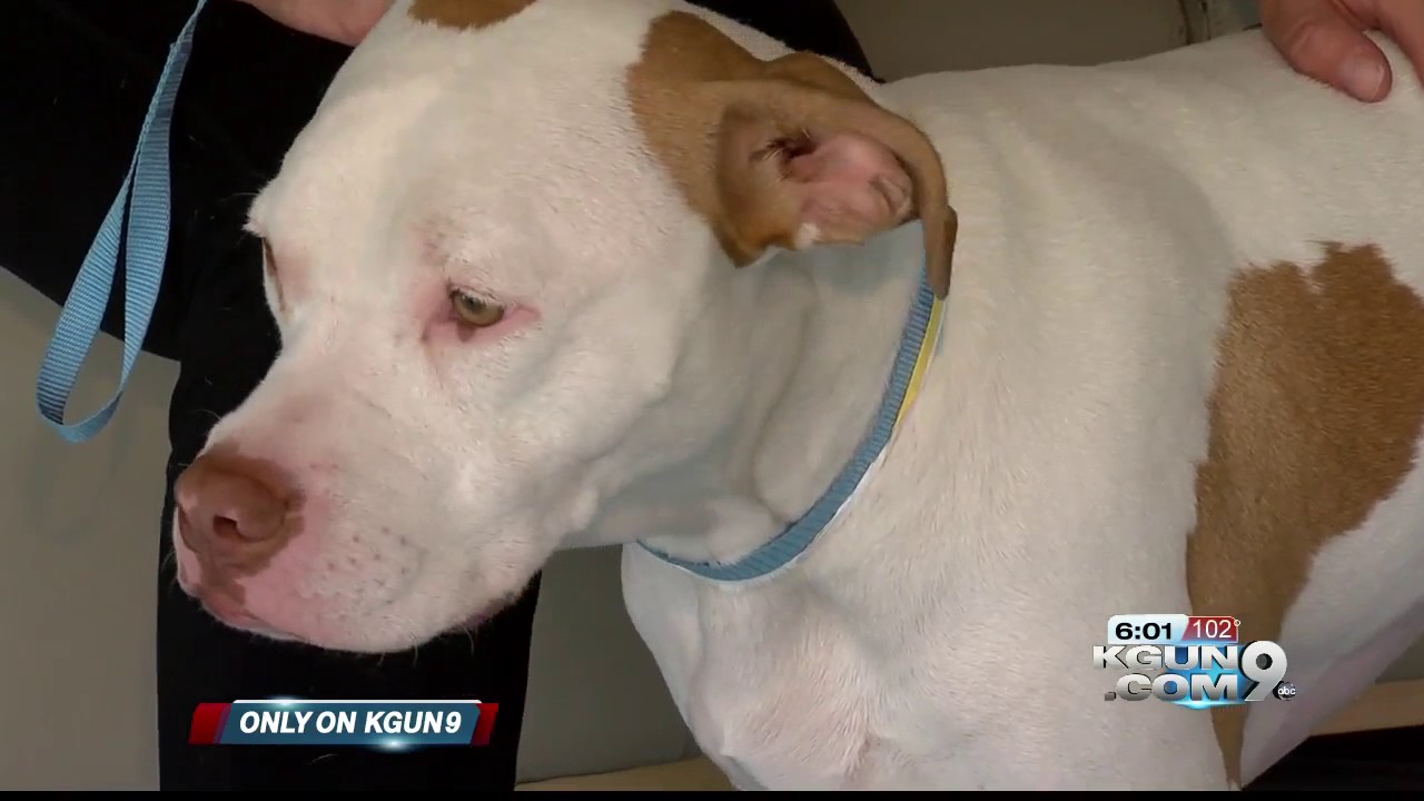 Local dog owner shares her dog's battle with Leptospirosis