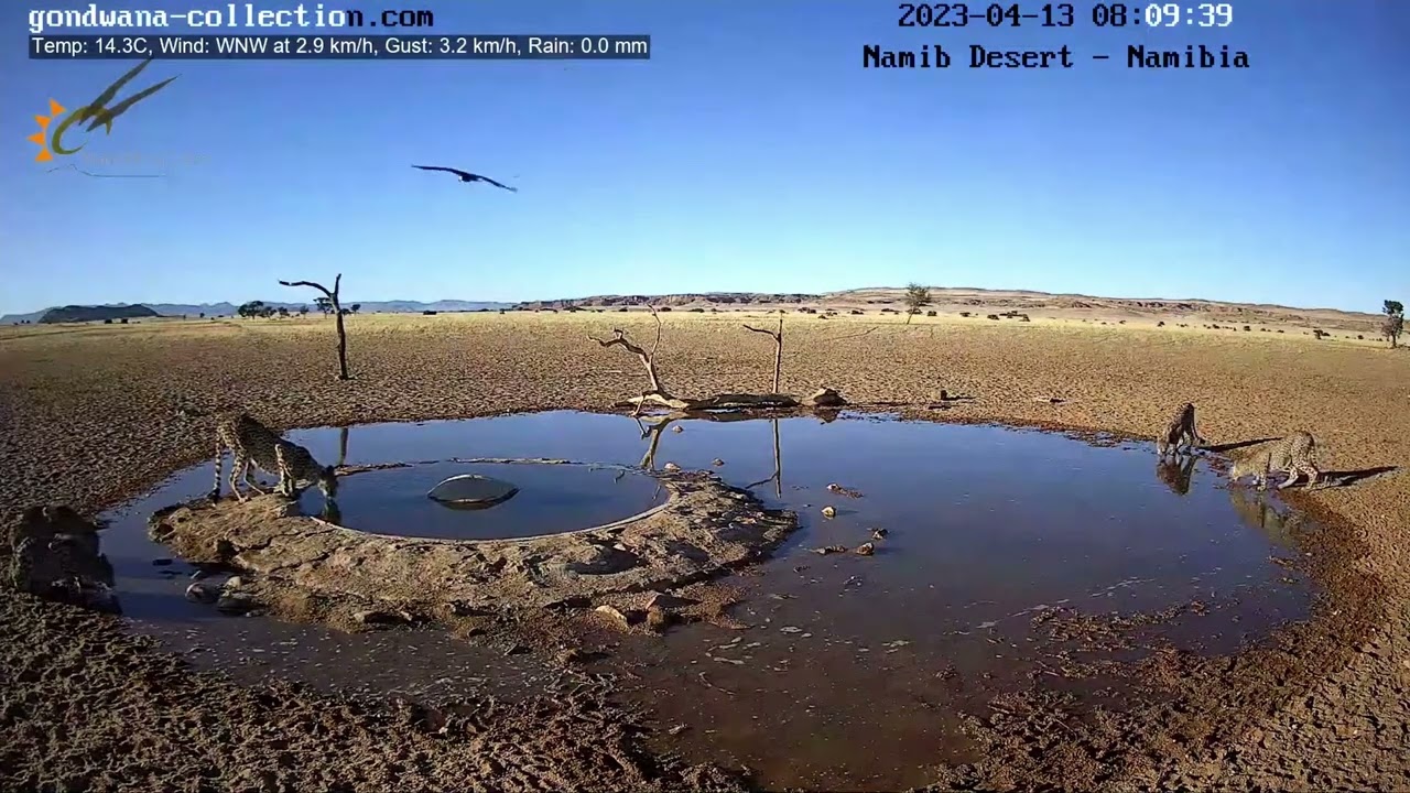 5 cheetahs come, Namib desert , Namibia.ナミビアの5匹のチーターさん