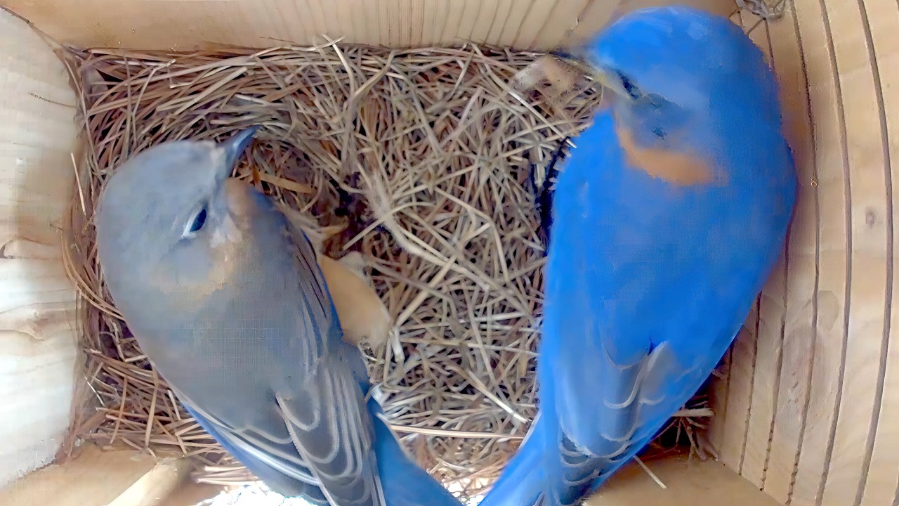 Bluebirds Use Pine Needles for Their Nest
