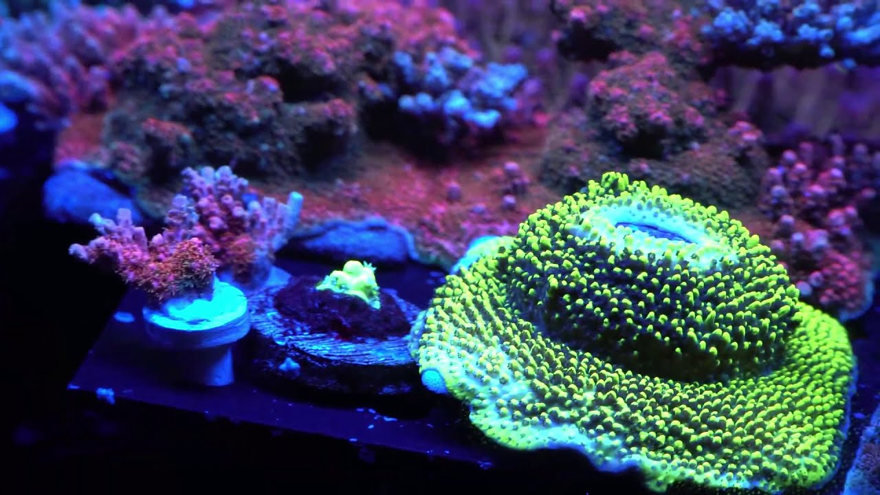 Aquarium eau  de mer  (visite  Récifal de folie)