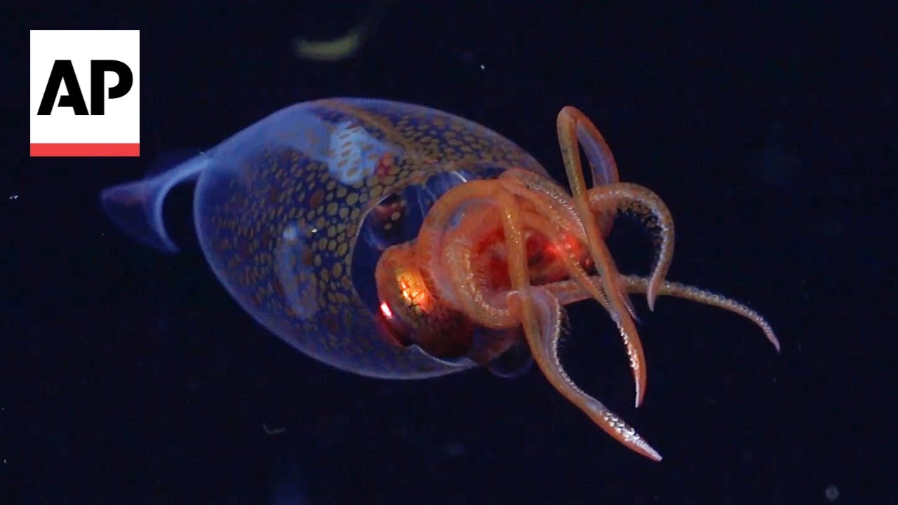 First-ever footage of juvenile colossal squid captured in remote South Atlantic