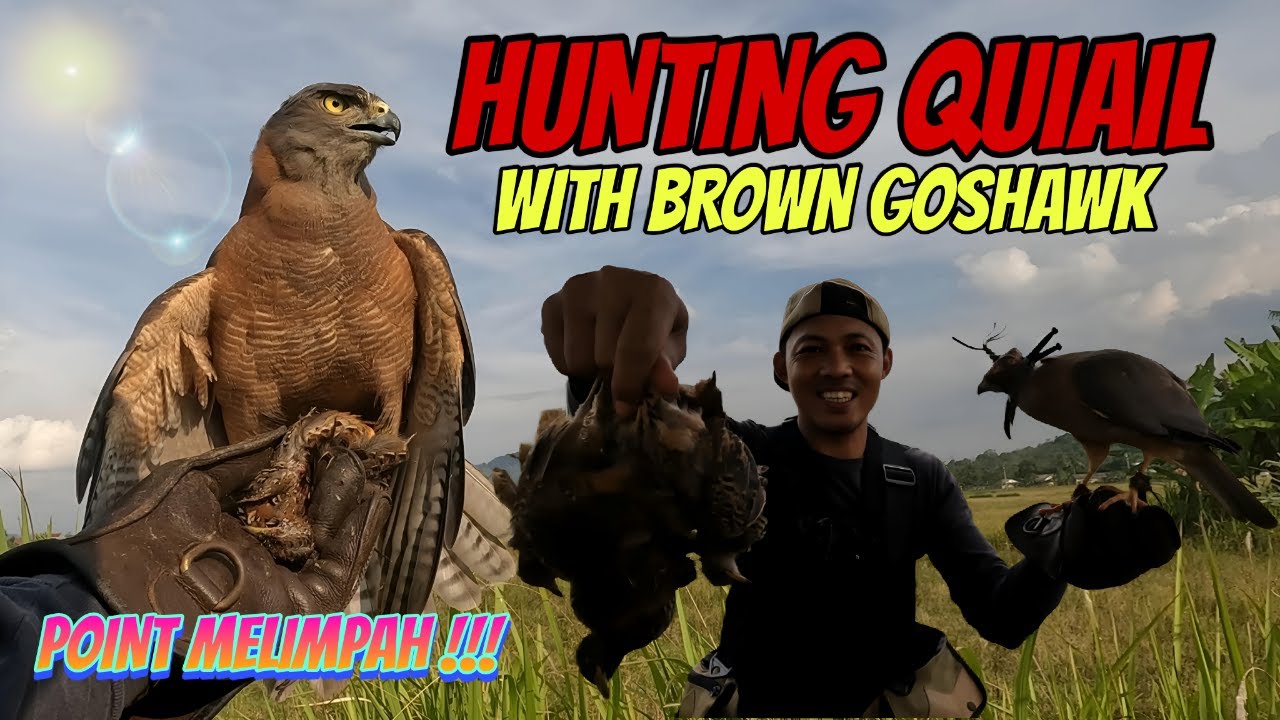 BERBURU PUYUH BABON POINT MELIMPAH menggunakan burung alap alap BG