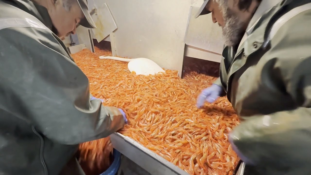 Shrimp Fishing 2025