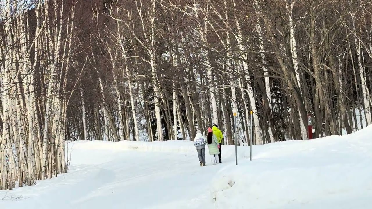 С’est le petit bois des bouleaux #japan #travel #winter #snow #nature #clubmed #birchtree #resort 