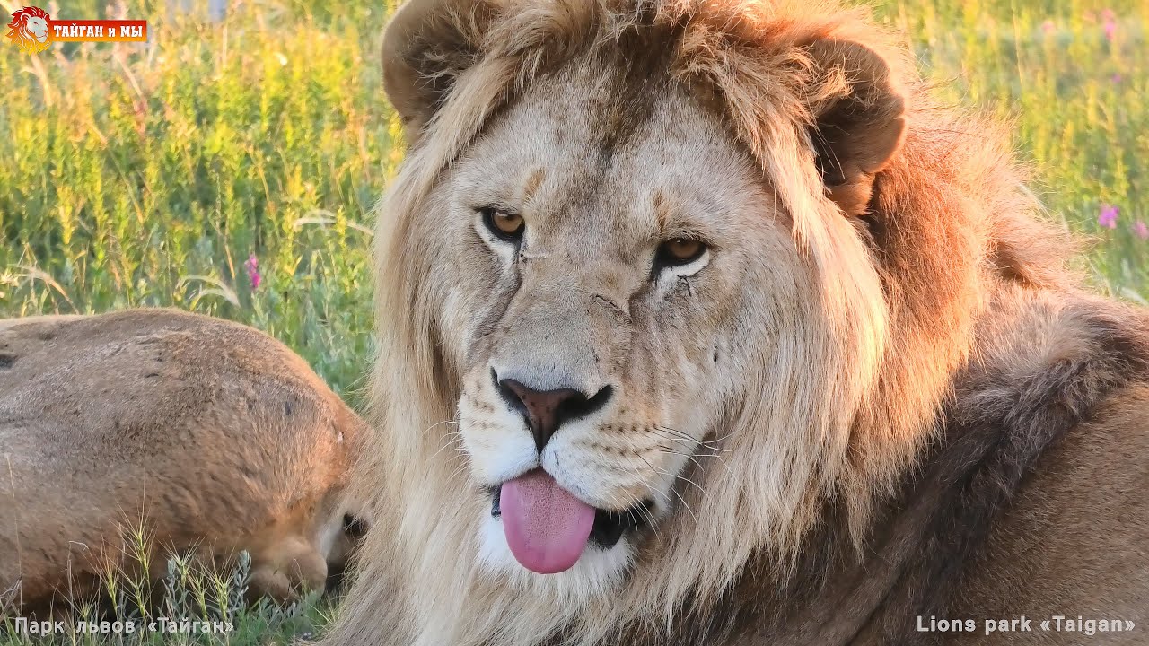 Ну такого льва мы ещё не видели 😁 Тайган. Lions life in Taigan.