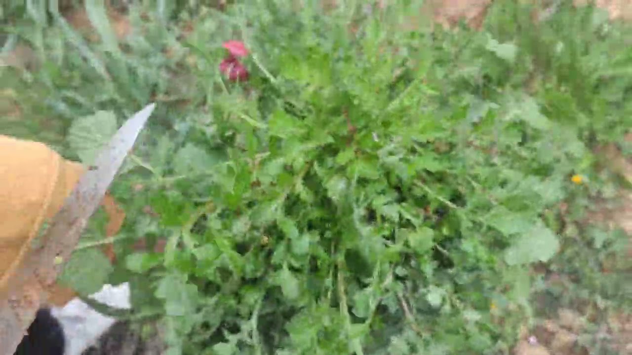 GELİNCİK OTU VE SÜTLÜ DİKEN OTU DOĞADA NASIL ARANIR, NASIL TOPLANIR.