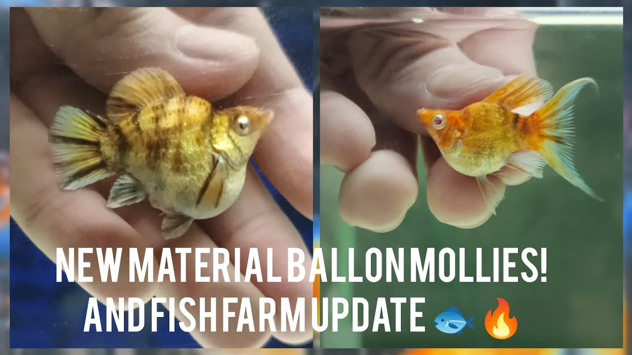 New material ballon mollies! And fish farm update 🐟🔥