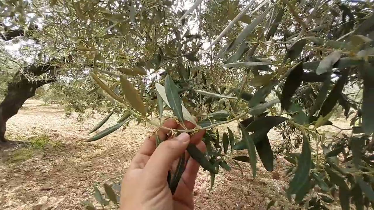 ZEYTİN PAMUKLU BİTİ MÜCADELE ZAMANI GELDİ Mİ ? zeytin güvesi ve pamuklubit