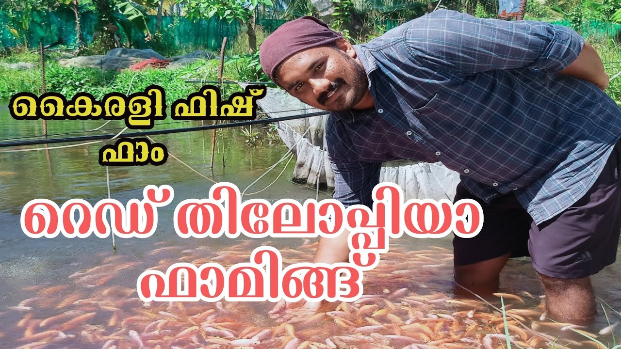 Red Thilapia farming kerala| റെഡ് തിലോപ്പിയാ ഫാമിങ്ങ്|തിലാപ്പിയ വളർത്തൽ|kairali fish farm