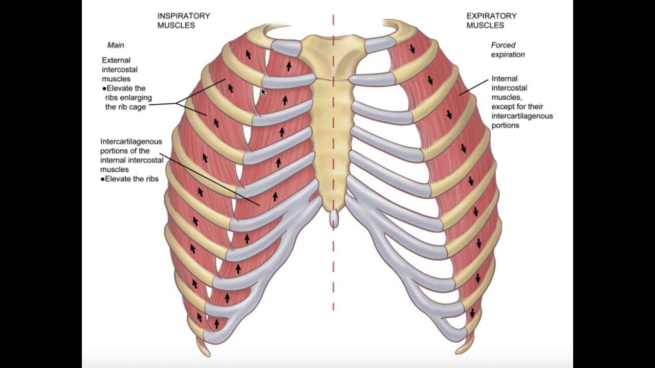 Branching of the Thoracic Aorta