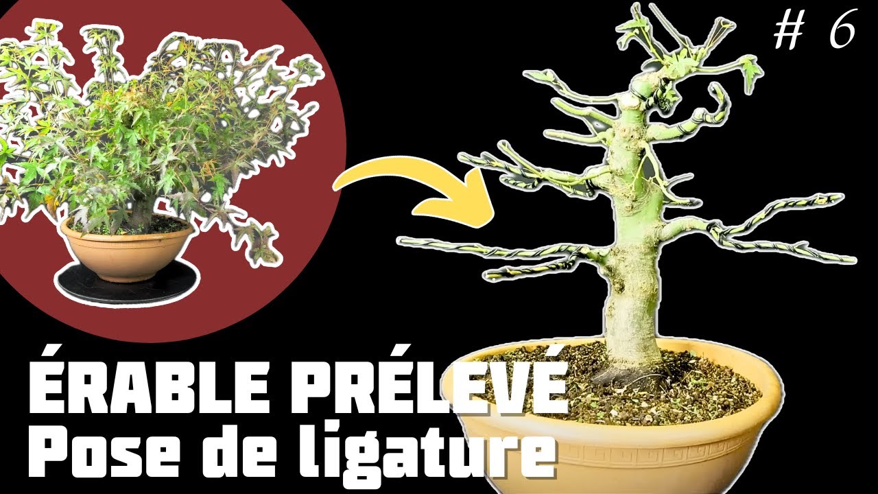 Construction d'un Érable Prélevé dans un Jardin . Épisode 6 🌱 NEJIKAN BONSAI 🌱