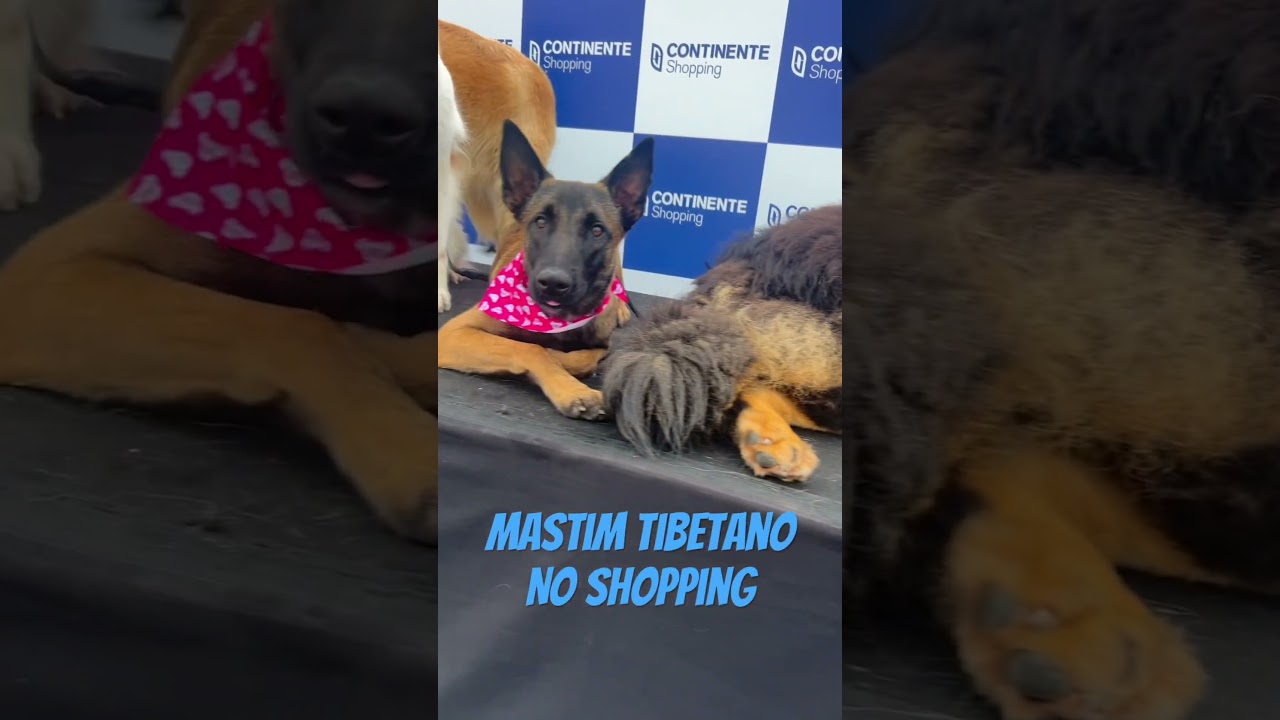 Lend&aacute;rio Mastim Tibetano!!! Voc&ecirc; j&aacute; viu essa ra&ccedil;a ?! #mastin #tibetano #pitbull #caes #explorepage