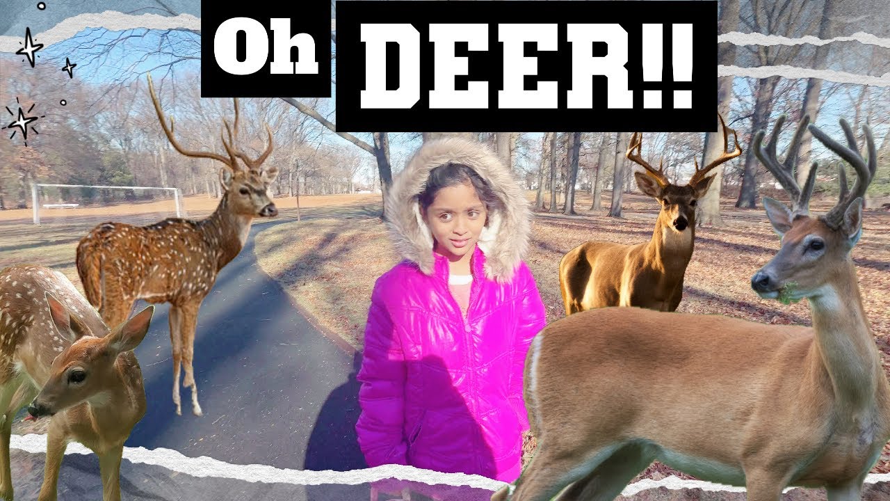 Surrounded by Deers! 🦌 Ashley’s Wild Park Trip