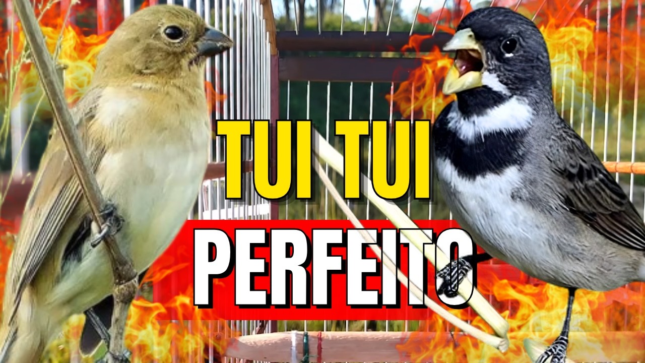 CANTO DO COLEIRO TUI TUI PROFESSOR COM PIADO DE FÊMEA DE COLEIRO  PARA ESQUENTAR COLEIRO TUI TUI