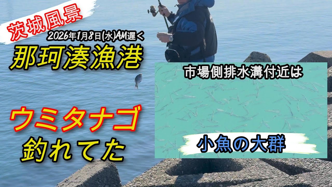那珂湊漁港ではウミタナゴ釣れてた[2026年1月8日]