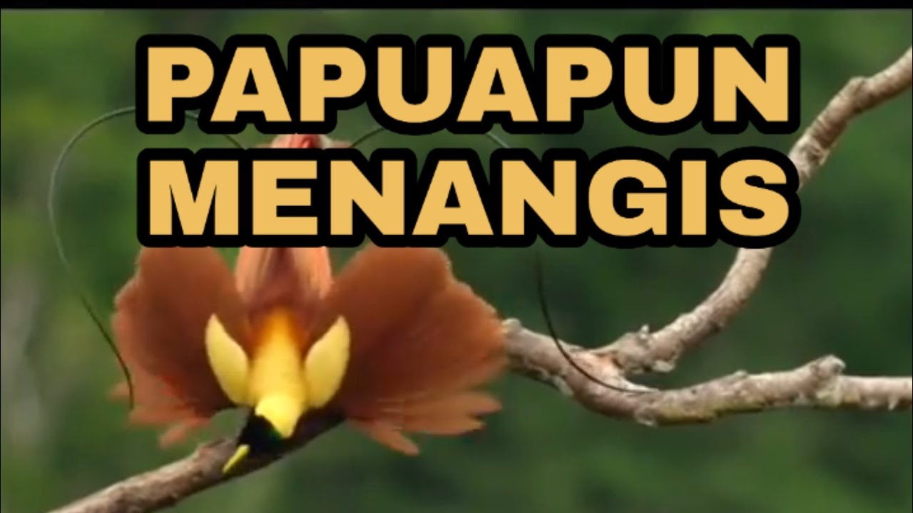 Another Project - Papua Pun Menangis