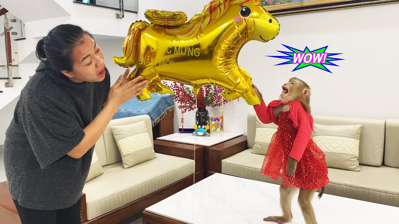 Monkey Lyly  unexpectedly received a gift unlike anything she had ever seen in her life.