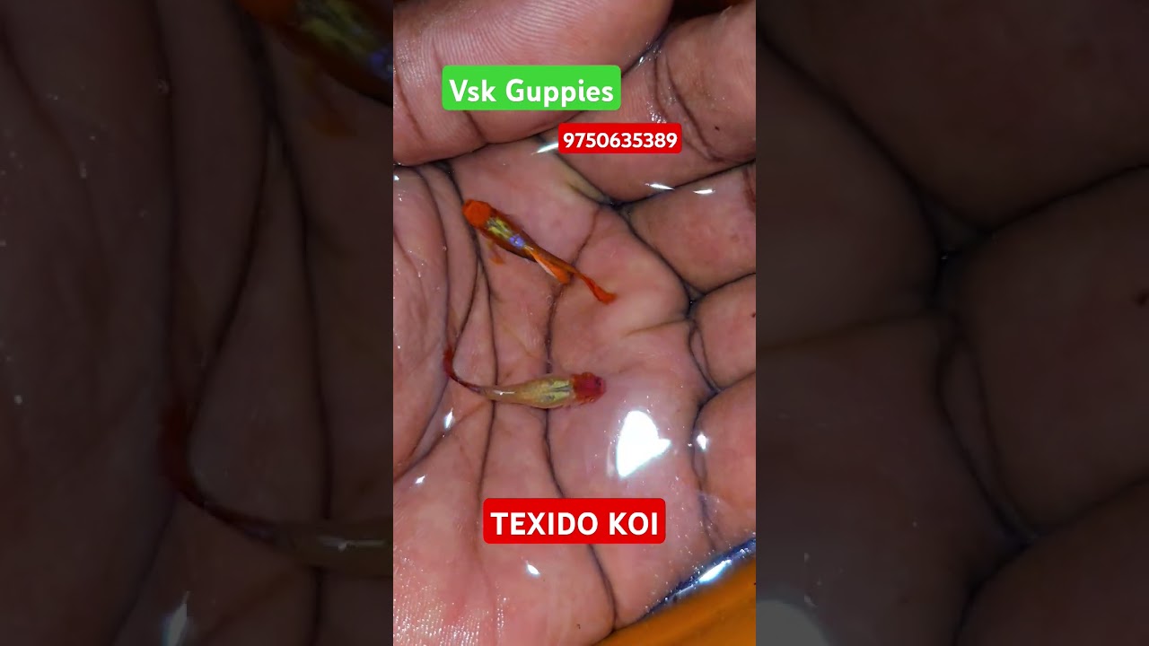 || Texido Guppy||Red guppy||Dumbo guppy||Imported guppy||Tamilnadu guppy sale||Low prize guppies||