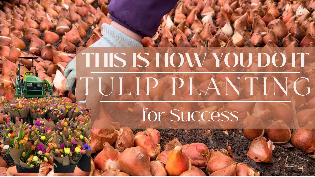 Planting 6,000 Tulips in One Day 🌷