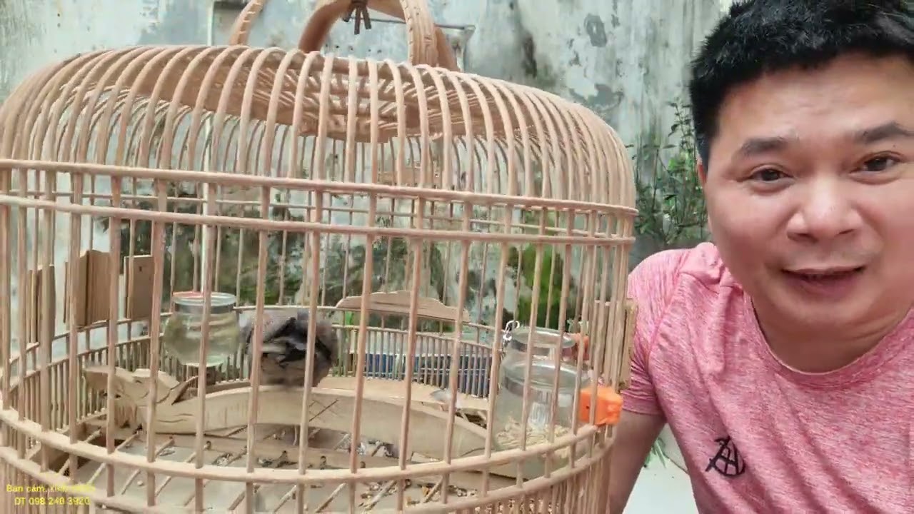 hướng dẫn cách thuần cu gáy chơi lồng Trần//