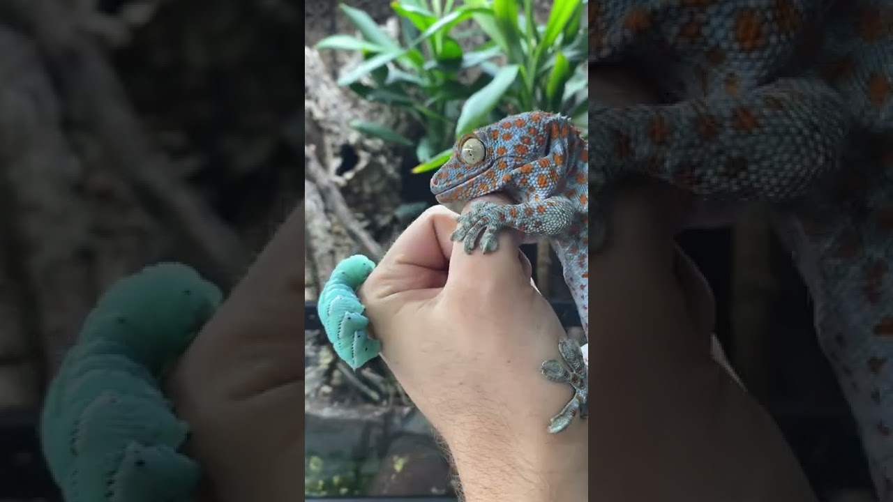 MY TOKAY GECKO BIT ME! HORN WORM FEEDING