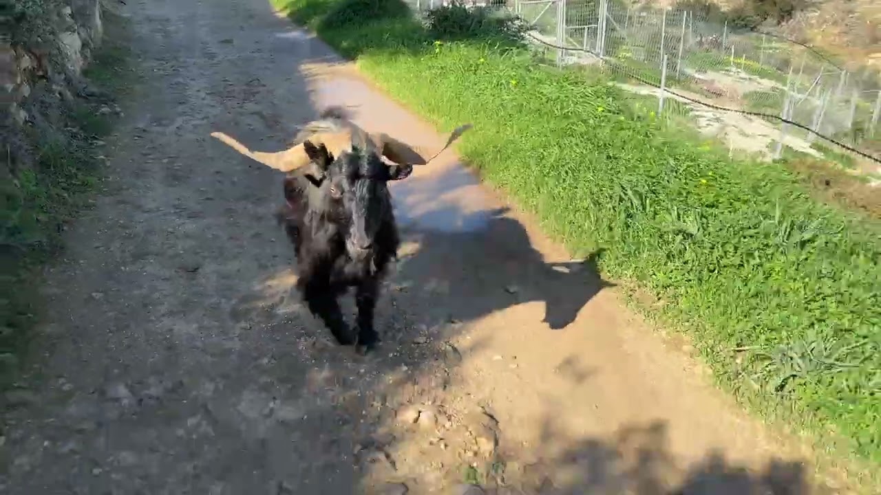 Black Devil Escaped His Area and Followed Me 🐐😂 - Takis Shelter