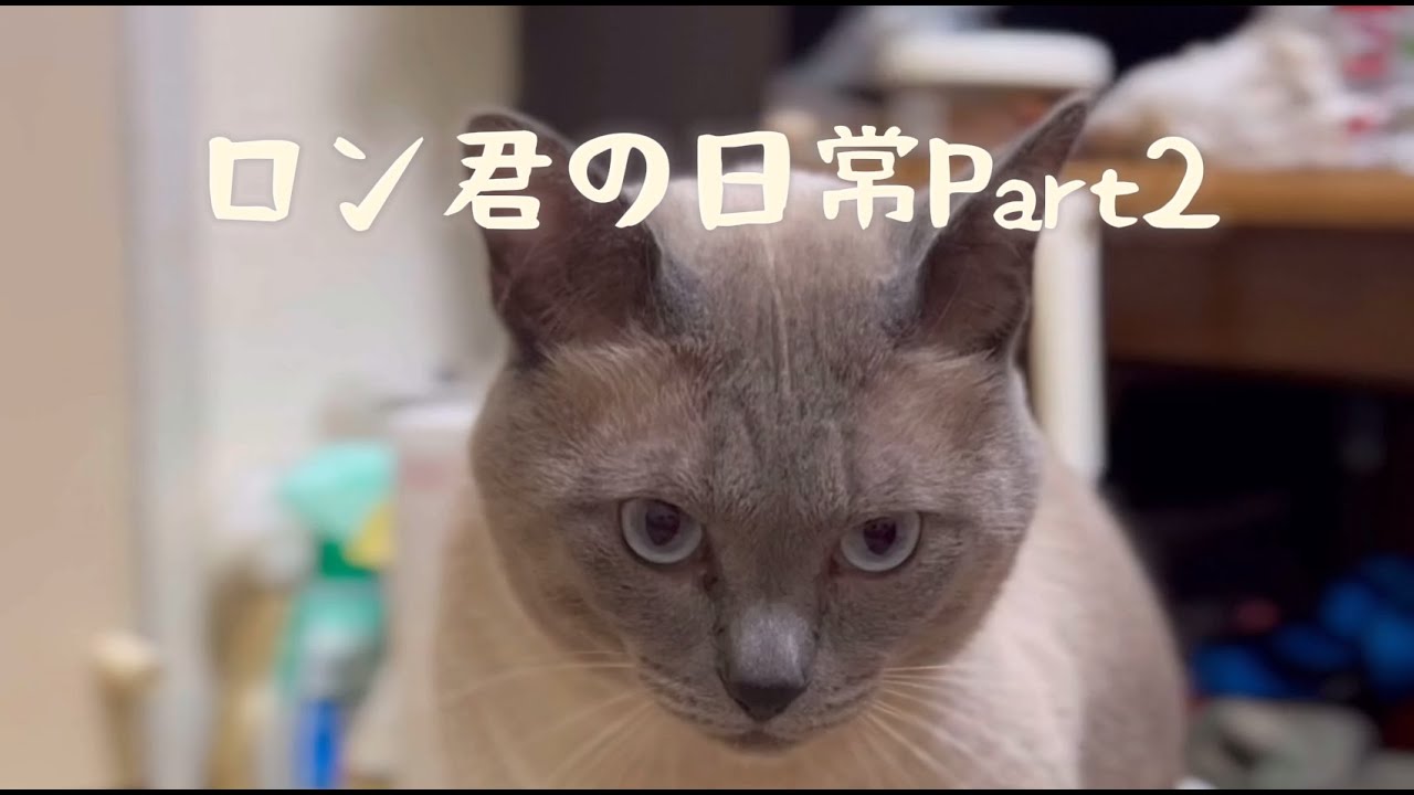ロン君の日常Part2
