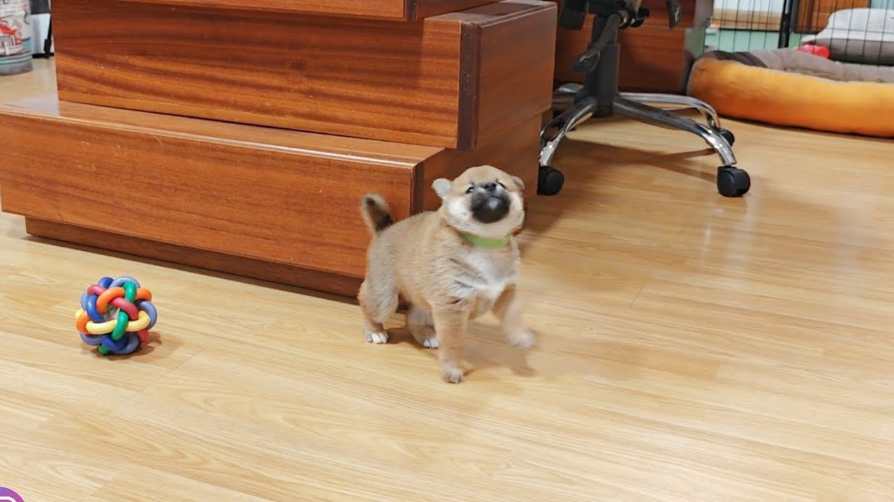 When you accidentally hit the zoomie button