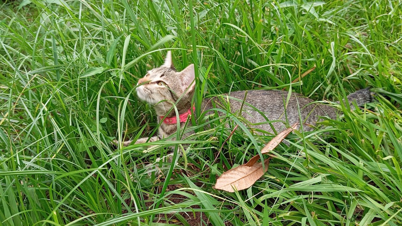 VIDA CAMPESTRE NA CIDADE está ao vivo!